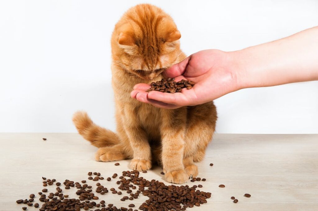 High Fiber Cat Food Options for Your Constipated Kitty Sprinkle Food
