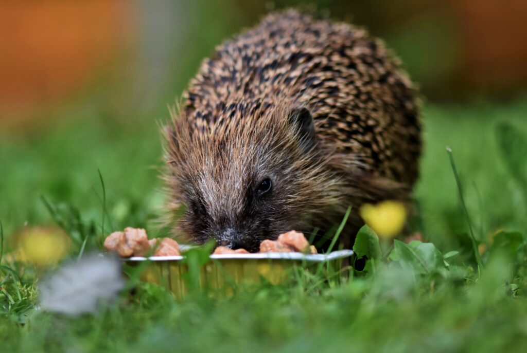 What Do Hedgehogs Eat? Food, Diet, Treat, & Snack List Sprinkle Food
